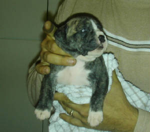 kitapup.jpg