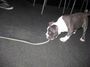 stella2.jpg